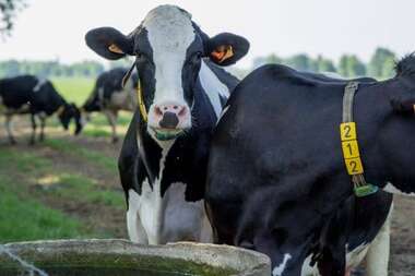 babyontbijt_pauline_cam1_100 -  - Hoevepicknick